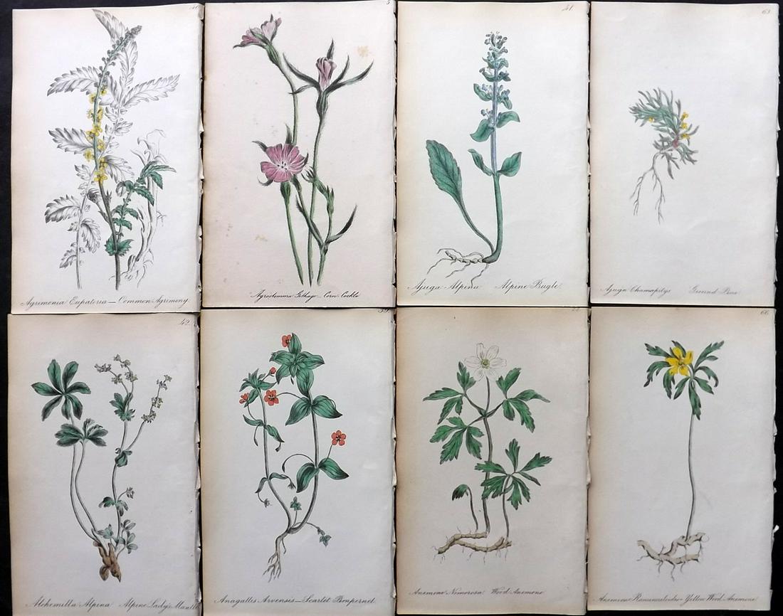 Hogg & Johnson 1864 Lot of 8 Hand Col Botanical Prints: Hand Coloured Lithographs Published 1863-1880, London for "The Wild Flowers of Great Britain" by Robert Hogg & George W. Johnson. Paper Size: 8.5 x 5 inch (22 x 14cm) Good Condition overall