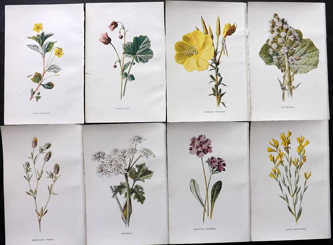 Hulme, Edward C1900 Lot of 8 Botanical Prints. Wild Flowers: Offset Lithographs Published C1900, London for "Familiar Wild Flowers" by F. Edward Hulme & Shirley Hibberd. Paper Size: 7.5 x 5 inch (19 x 13cm) Good Condition