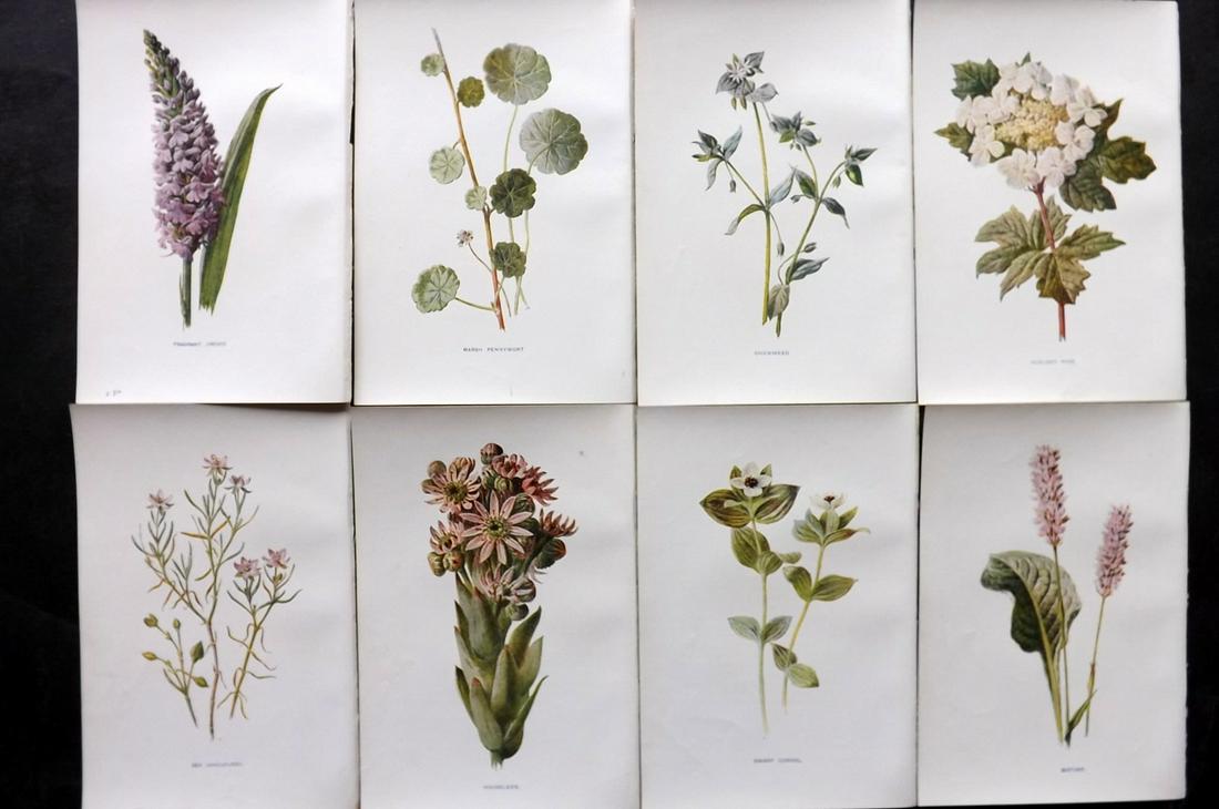 Hulme, Edward C1900 Lot of 8 Botanical Prints. Wild Flowers: Offset Lithographs Published C1900, London for "Familiar Wild Flowers" by F. Edward Hulme & Shirley Hibberd. Paper Size: 7.5 x 5 inch (19 x 13cm) Good Condition