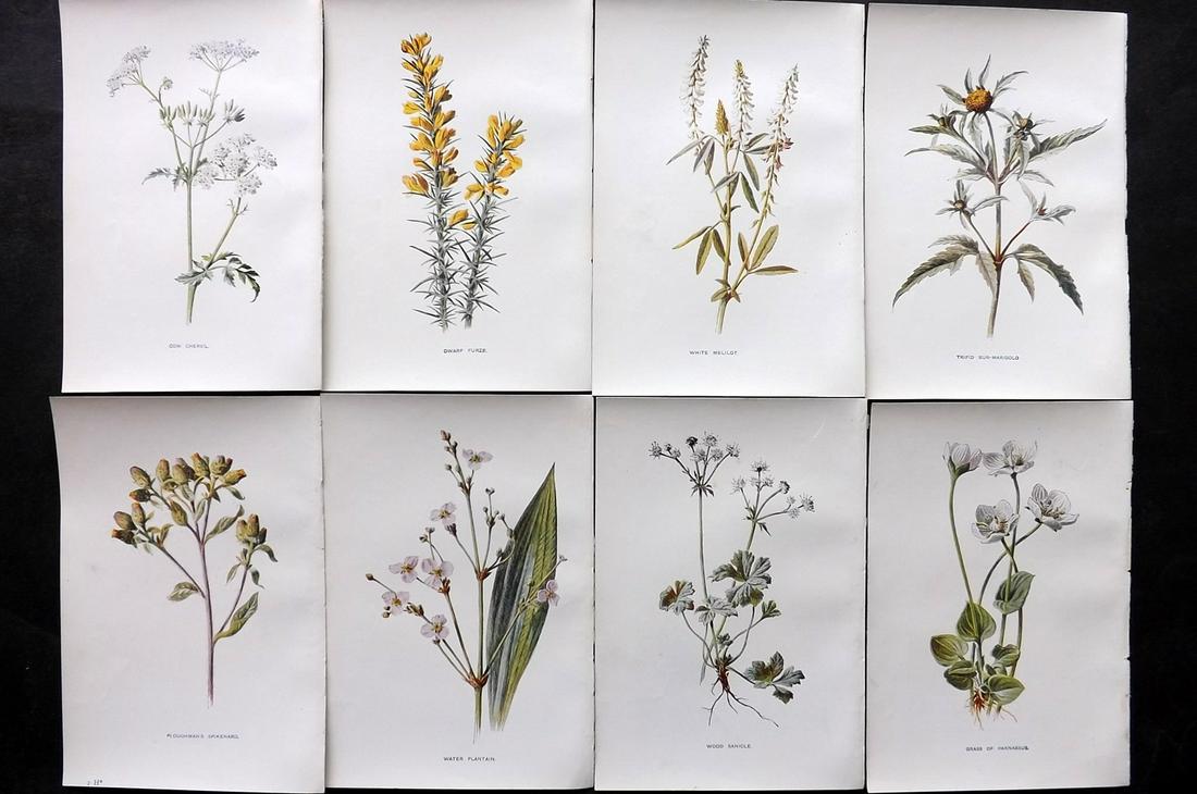 Hulme, Edward C1900 Lot of 8 Botanical Prints. Wild Flowers: Offset Lithographs Published C1900, London for "Familiar Wild Flowers" by F. Edward Hulme & Shirley Hibberd. Paper Size: 7.5 x 5 inch (19 x 13cm) Good Condition