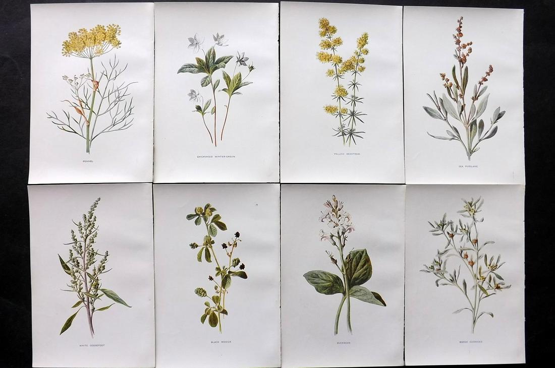 Hulme, Edward C1900 Lot of 8 Botanical Prints. Wild Flowers: Offset Lithographs Published C1900, London for "Familiar Wild Flowers" by F. Edward Hulme & Shirley Hibberd. Paper Size: 7.5 x 5 inch (19 x 13cm) Good Condition