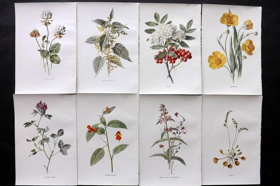 Hulme, Edward C1900 Lot of 8 Botanical Prints. Wild Flowers: Offset Lithographs Published C1900, London for "Familiar Wild Flowers" by F. Edward Hulme & Shirley Hibberd. Paper Size: 7.5 x 5 inch (19 x 13cm) Good Condition