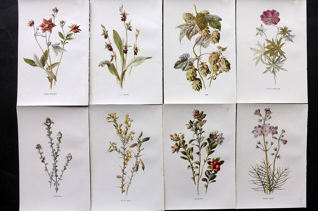 Hulme, Edward C1900 Lot of 8 Botanical Prints. Wild Flowers: Offset Lithographs Published C1900, London for "Familiar Wild Flowers" by F. Edward Hulme & Shirley Hibberd. Paper Size: 7.5 x 5 inch (19 x 13cm) Good Condition