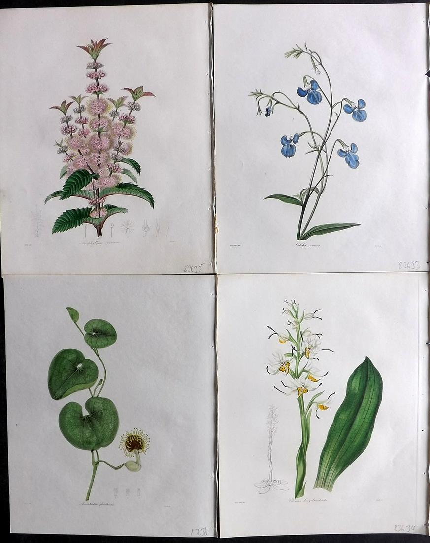 Maund, Benjamin 1830's Lot of 4 Hand Col Botanical Prints (1 of 2)