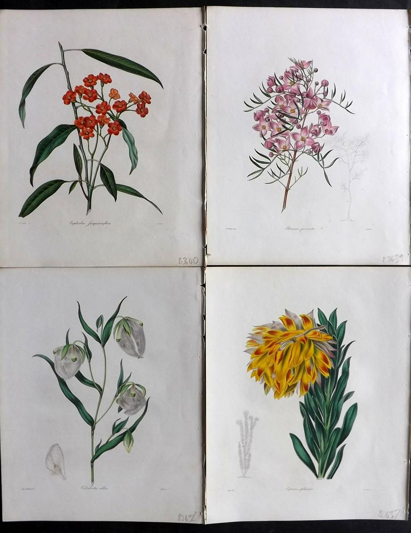 Maund, Benjamin 1830's Lot of 4 Hand Col Botanical Prints (1 of 2)