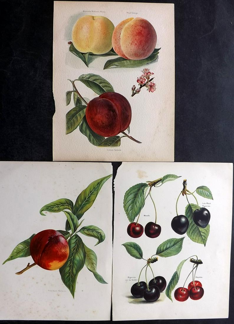 Wright, John 1894 Lot of 3 Antique Fruit Prints: Chromolithographs Published 1892-4 by J.S. Virtue & Co, London for "The Fruit Growers Guide" First Edition by John Wright. Paper Size: 11 x 8 inch (28 x 21cm) Minor toning on one. Good Condition