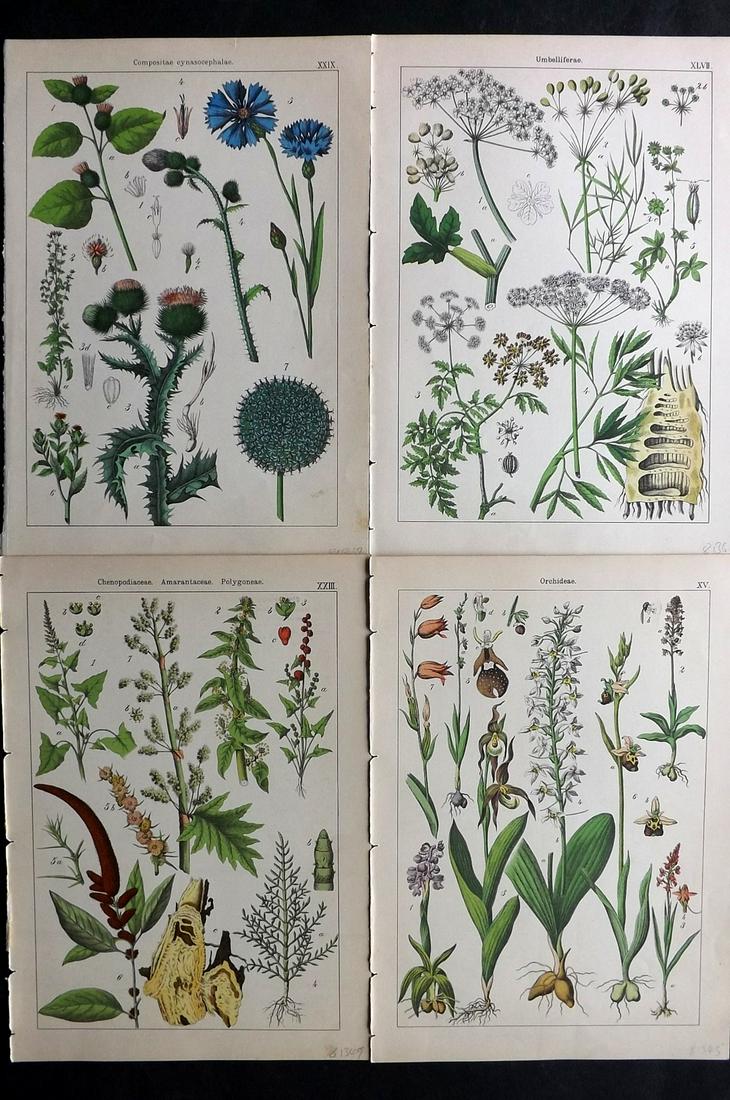 Willkomm, Heinrich 1885 Lot of 4 Botanical Prints: 8 Images on 4 sheets (Printed both side, with no show through) Folio Lithograph Published 1885 Stuttgart, for "Bilder-Atlas des Pflanzenreichs nach dem naturlichen System" by Heinrich Moritz Willkomm.