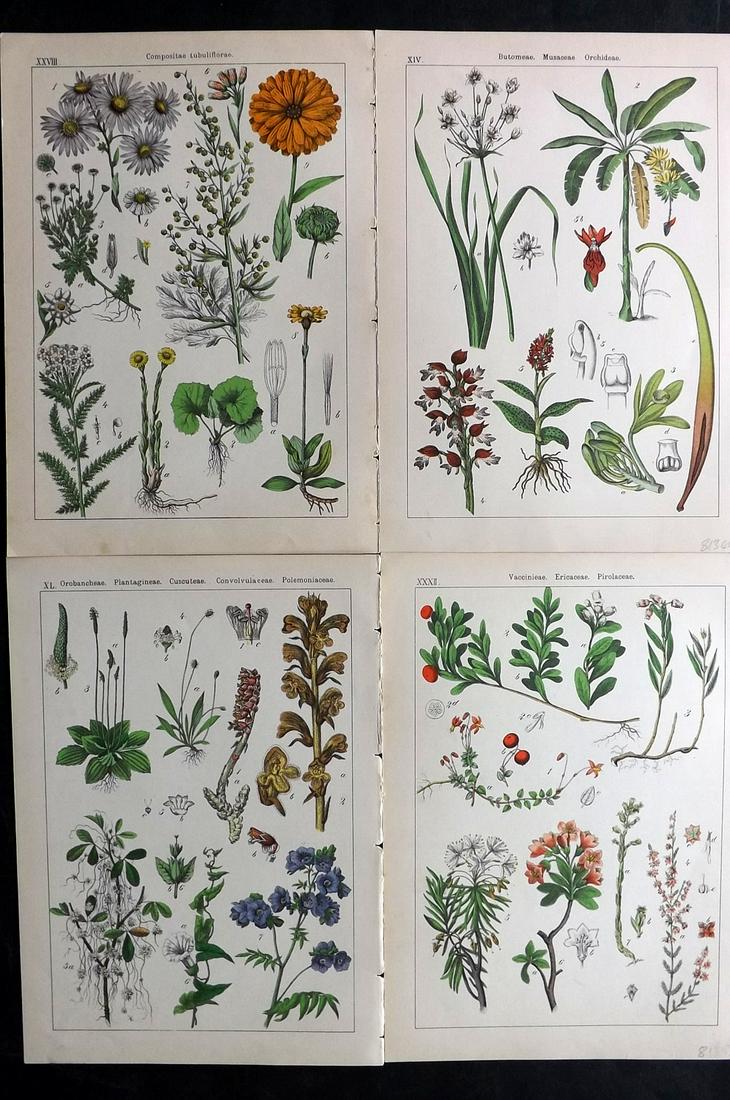 Willkomm, Heinrich 1885 Lot of 4 Botanical Prints: 8 Images on 4 sheets (Printed both side, with no show through) Folio Lithograph Published 1885 Stuttgart, for "Bilder-Atlas des Pflanzenreichs nach dem naturlichen System" by Heinrich Moritz Willkomm.