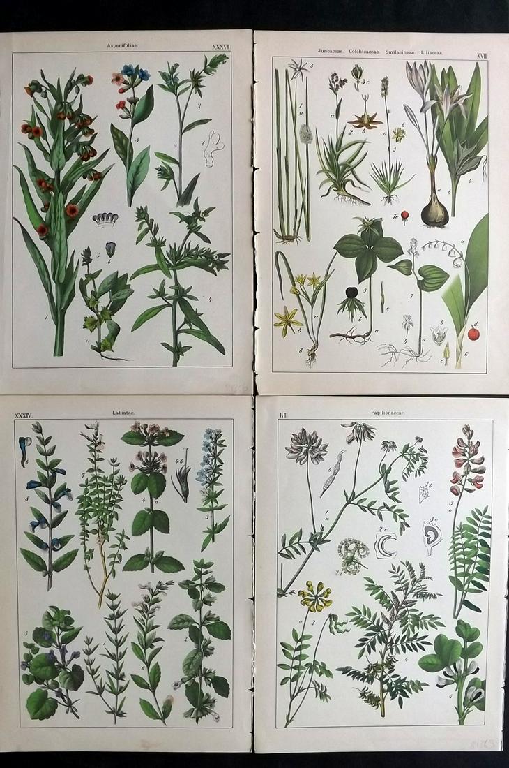 Willkomm, Heinrich 1885 Lot of 4 Botanical Prints: 8 Images on 4 sheets (Printed both side, with no show through) Folio Lithograph Published 1885 Stuttgart, for "Bilder-Atlas des Pflanzenreichs nach dem naturlichen System" by Heinrich Moritz Willkomm.