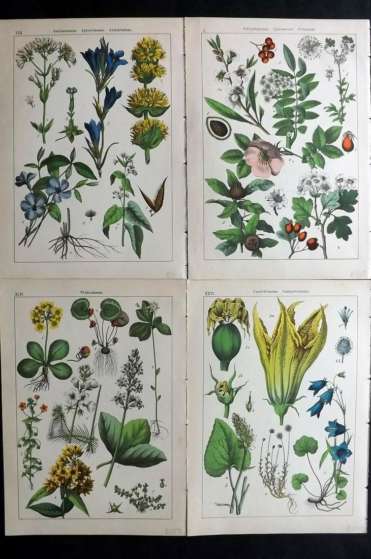 Willkomm, Heinrich 1885 Lot of 4 Botanical Prints: 8 Images on 4 sheets (Printed both side, with no show through) Folio Lithograph Published 1885 Stuttgart, for "Bilder-Atlas des Pflanzenreichs nach dem naturlichen System" by Heinrich Moritz Willkomm.