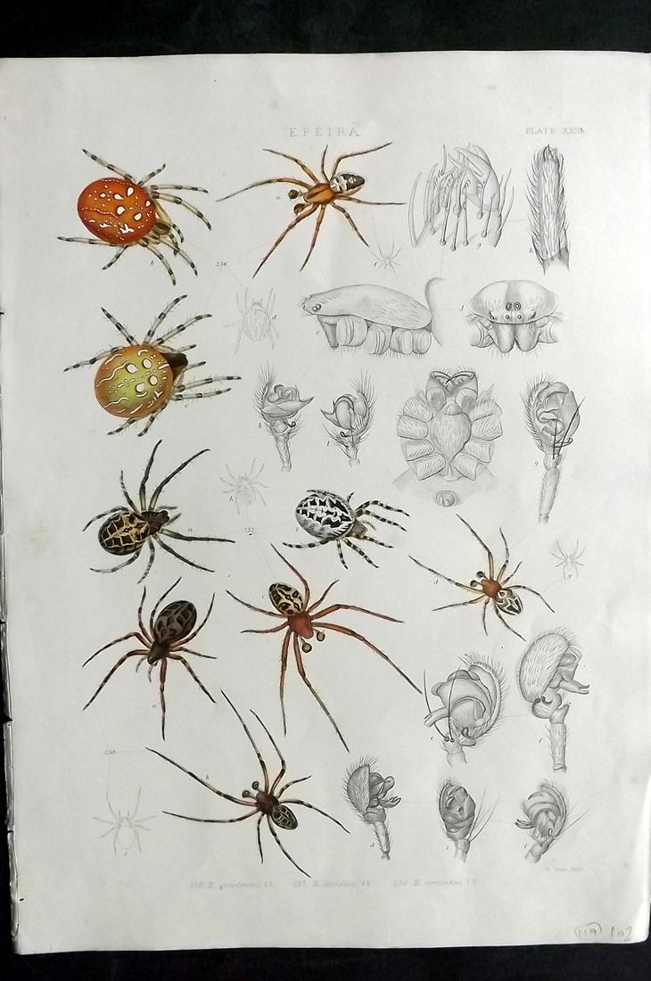 Blackwall, John 1861 Rare Folio Spider Print 23 (1 of 2)