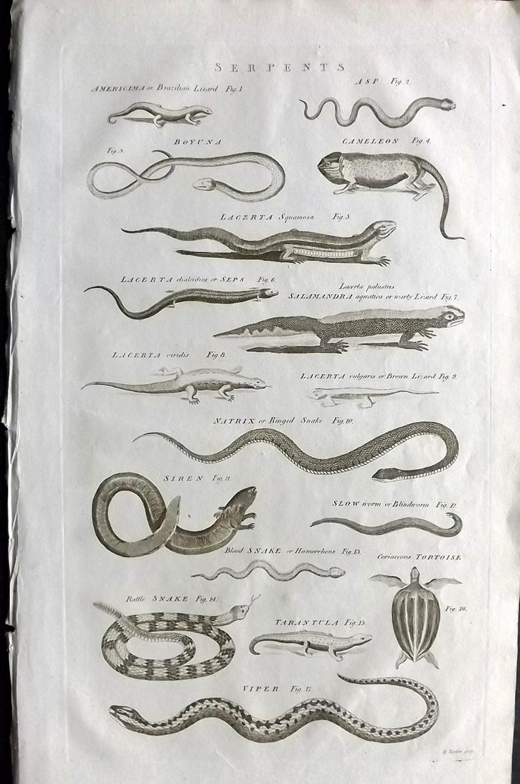 Chambers & Rees 1788 Folio Print. Serpents, Snake, Lizards: Folio Copper Plate Published 1788, London for "Cyclopaedia: Or, an Universal Dictionary of Arts and Sciences" by Ephraim Chambers and Abraham Rees. Paper Size: 16.5 x 10 inch (42 x 25cm) Good Conditio