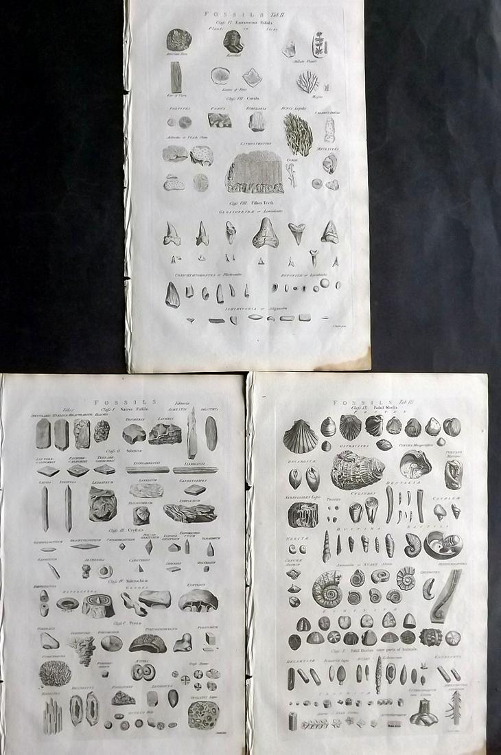 Chambers & Rees 1788 Lot of 3 Folio Prints. Fossils: Folio Copper Plate Published 1788, London for "Cyclopaedia: Or, an Universal Dictionary of Arts and Sciences" by Ephraim Chambers and Abraham Rees. Paper Size: 16.5 x 10 inch (42 x 25cm) Good Conditio