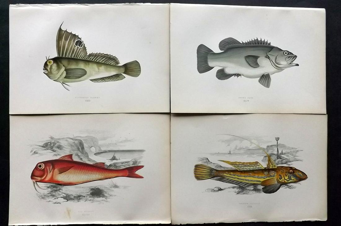 Couch, Jonathan 1878 Lot of 4 Antique Fish Prints (1 of 2)