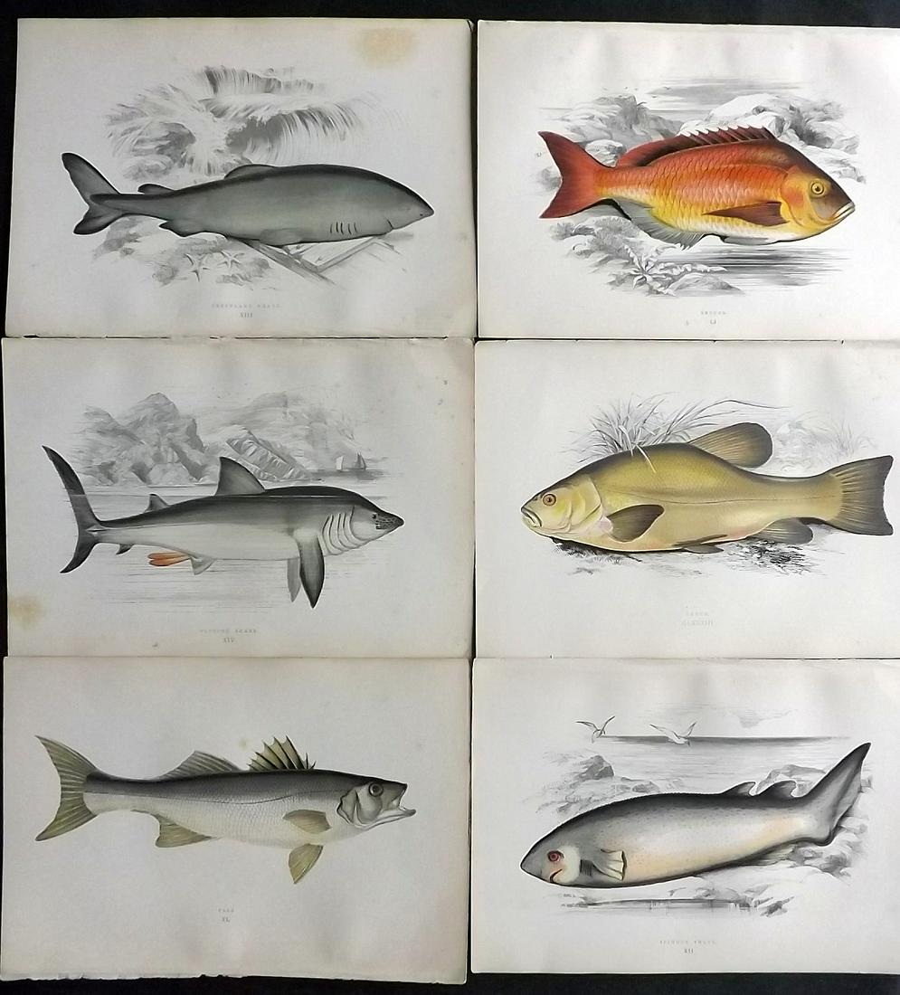 Couch, Jonathan 1878 Lot of 6 Antique Fish Prints: Color Printed Woodblocks Published 1877-78, London for "A History of the Fishes of the British Islands" by Jonathan Couch. Paper Size: 9.5 x 7 inch (24 x 17cm) Some toning in parts, otherwise Good Con