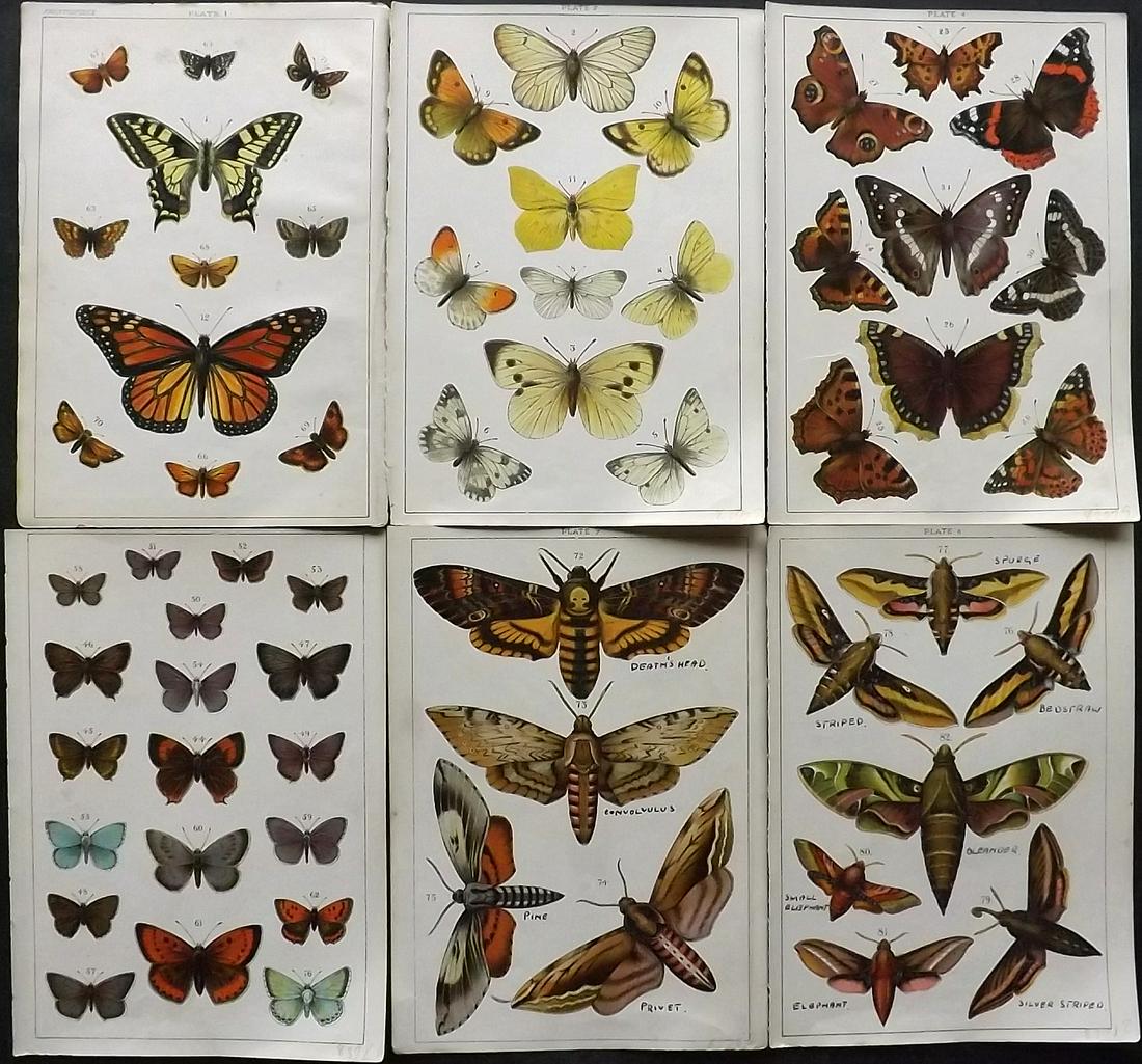 Gordon, W. J. C1900 Lot of 6 Antique Butterfly & Moth Prints (1 of 2)