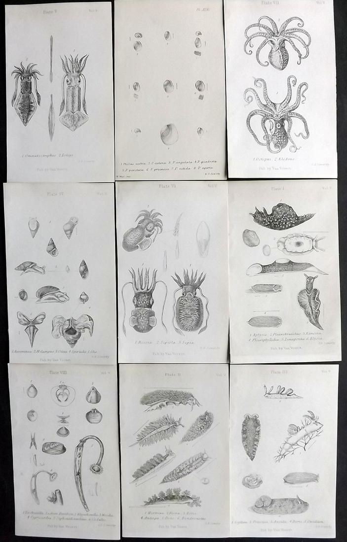 Jeffreys, John 1869 Lot of 9 Prints. Shells, Octopus, Squid, Sea Life (1 of 2)