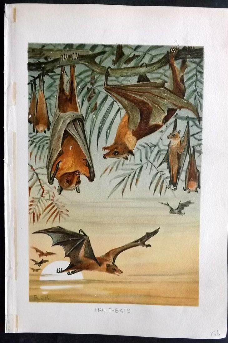 Lydekker, Richard 1896 Antique Print. Fruit Bats: Chromolithographs Published 1894-96, London for "The Royal Natural History" by Richard Lydekker. Illustrated by Smit, Keulemans, Wolf and others. Paper Size: 10 x 6.5 inch (25 x 16.5cm) Very discrete 
