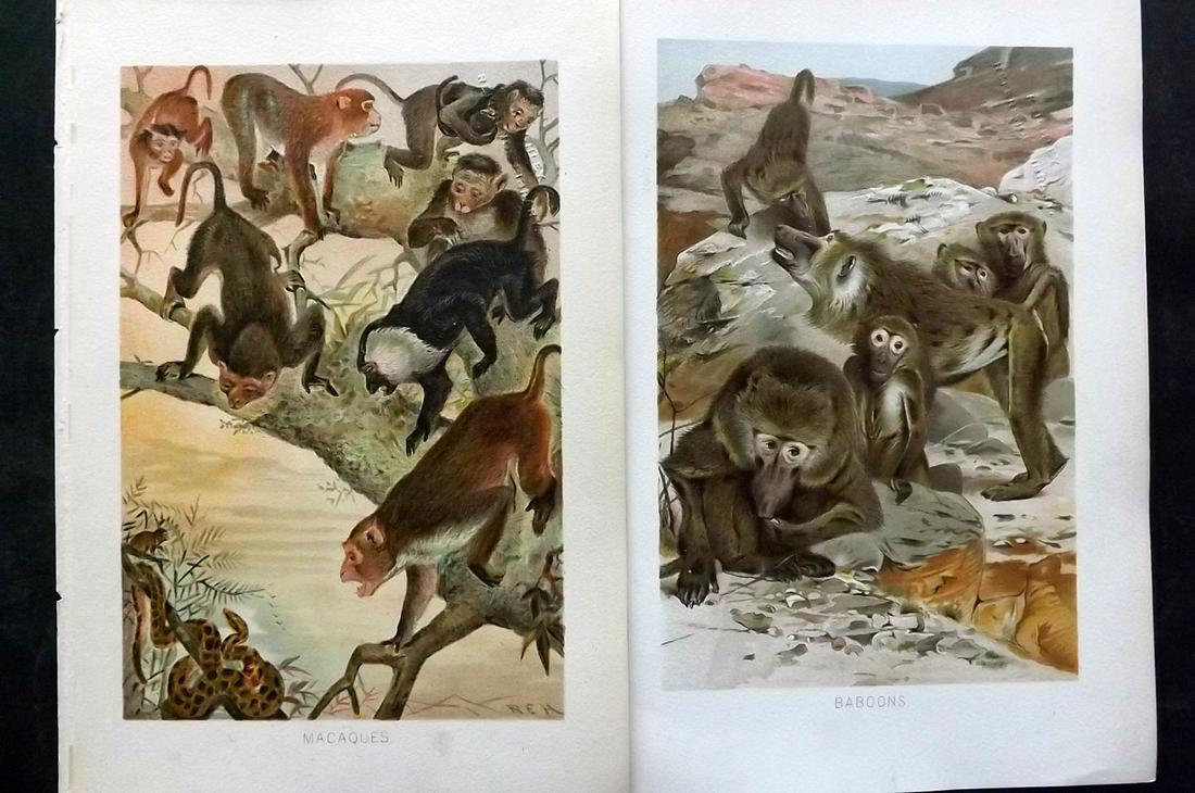 Lydekker, Richard 1896 Pair of Prints. Baboons & Macaques Monkeys (1 of 2)