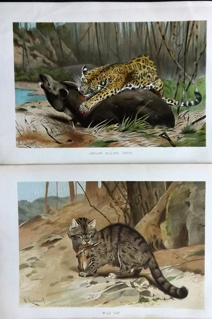 Lydekker, Richard 1896 Pair of Prints. Jaguar killing Tapir & Wild Cat (1 of 2)