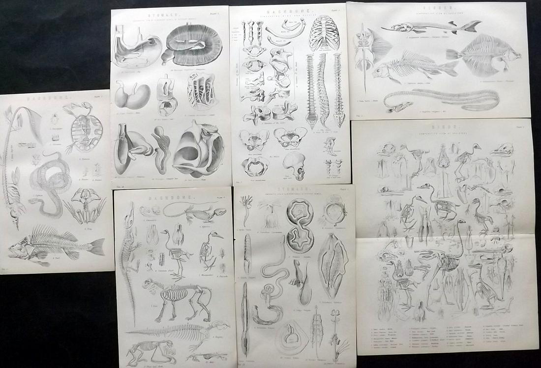 National Encyclopedia 1891 Lot of 7 Prints. Natural History Anatomy, Skeleton (1 of 2)