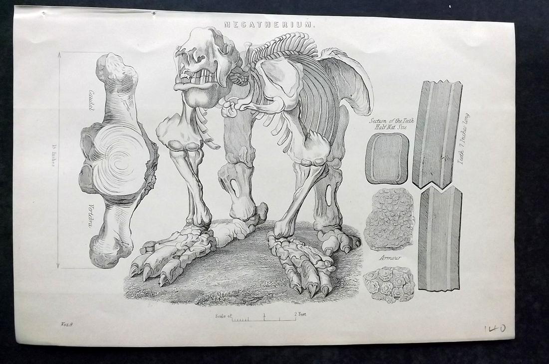 National Encyclopedia 1891 Print. Extinct Megatherium (1 of 2)