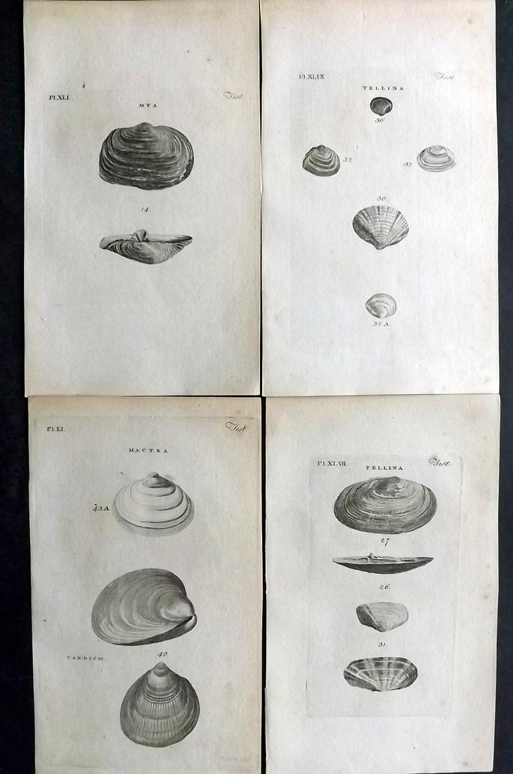 Pennant, Thomas 1776 Lot of 4 Antique Shell Prints: Copper Plates Published 1776-77, London for "British Zoology" by Thomas Pennant. Paper Size: 8 x 5 inch (21 x 12cm) Very minor toning. Good Condition