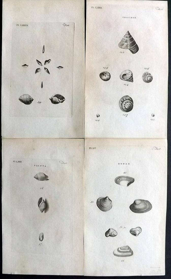 Pennant, Thomas 1776 Lot of 4 Antique Shell Prints: Copper Plates Published 1776-77, London for "British Zoology" by Thomas Pennant. Paper Size: 8 x 5 inch (21 x 12cm) Very minor toning. Good Condition