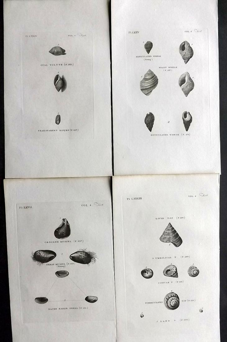 Pennant, Thomas 1812 Lot of 4 Antique Shell Prints: Copper Plates Published 1812, London for "British Zoology" by Thomas Pennant. Paper Size: 9.5 x 5.5 inch (24 x 14cm) Good Condition