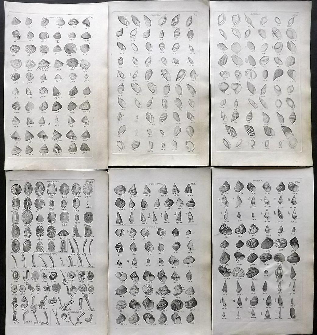 Wood, William 1825 Lot of 6 Antique Shell Prints: Etchings Published 1825, London for "Index Testaceologicus; Or A Catalogue of Shells, British and Foreign…" by William Wood. Paper Size: 8 x 5 inch (20 x 13cm) All with ink library stamp on reverse,