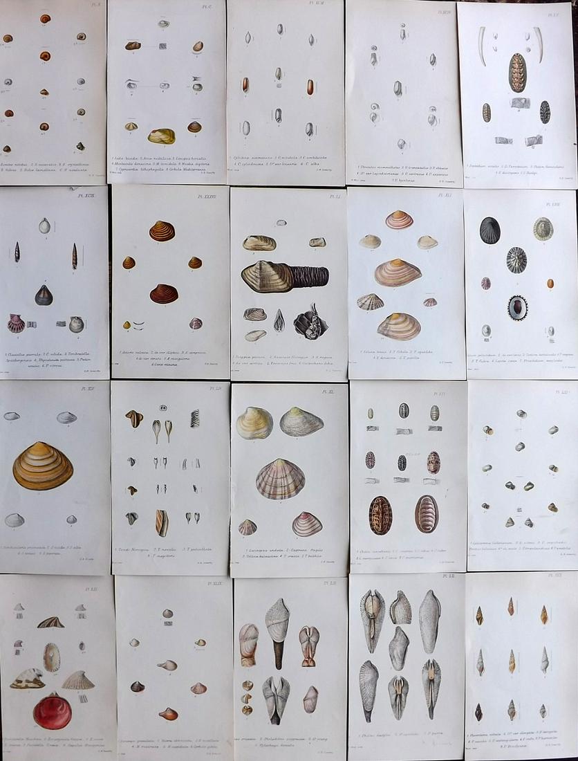 Jeffreys, John 1869 Lot of 20 Hand Col Shell Prints (1 of 6)