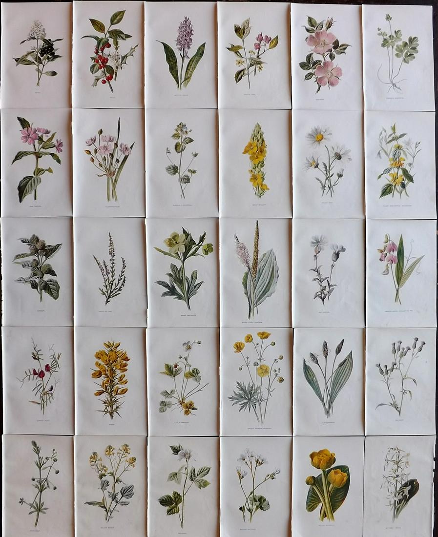 Hulme, Edward C1900 Lot of 30 Botanical Prints. Wild Flowers: Offset Lithographs Published C1900, London for "Familiar Wild Flowers" by F. Edward Hulme & Shirley Hibberd. Paper Size: 7.5 x 5 inch (19 x 13cm) Good Condition