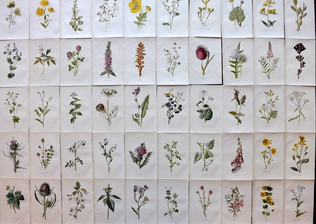 Hulme, Edward C1900 Lot of 50 Botanical Prints. Wild Flowers (1 of 9)