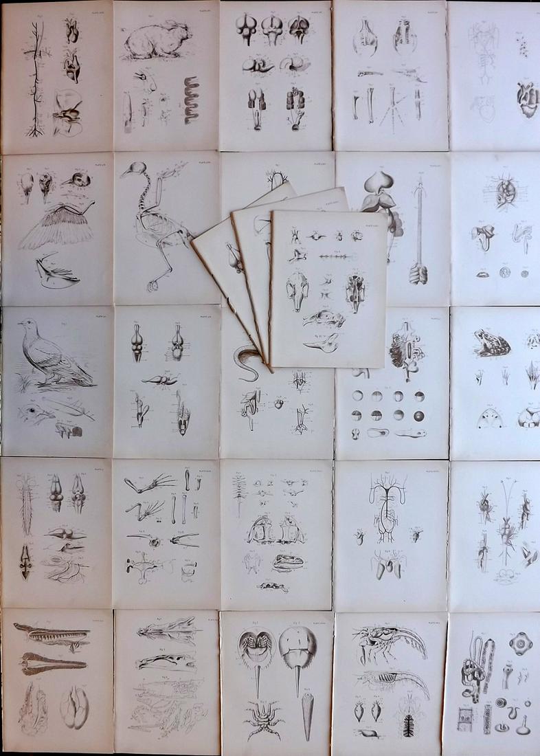 Smith & Norwell C1890 Lot of 28 Antique Sea Life Prints (1 of 9)