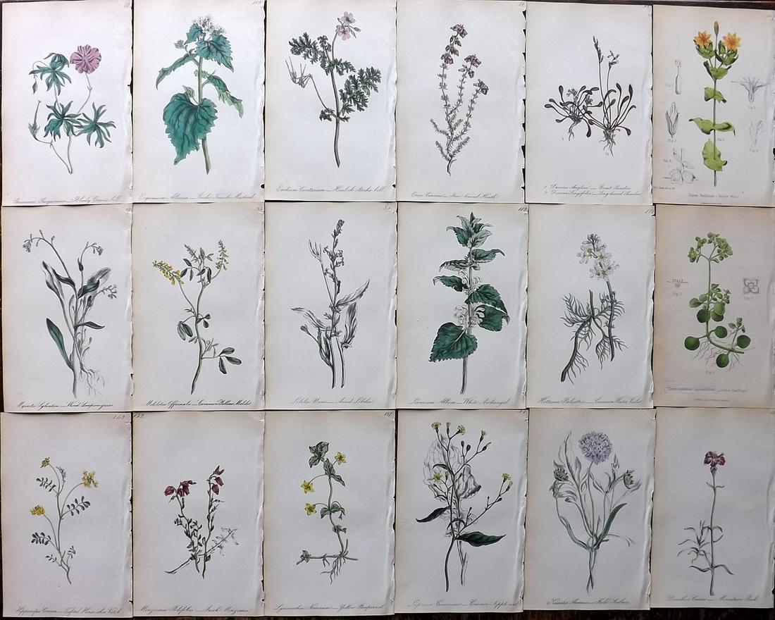 Hogg & Johnson 1864 Lot of 18 Hand Col Botanical Prints (1 of 6)