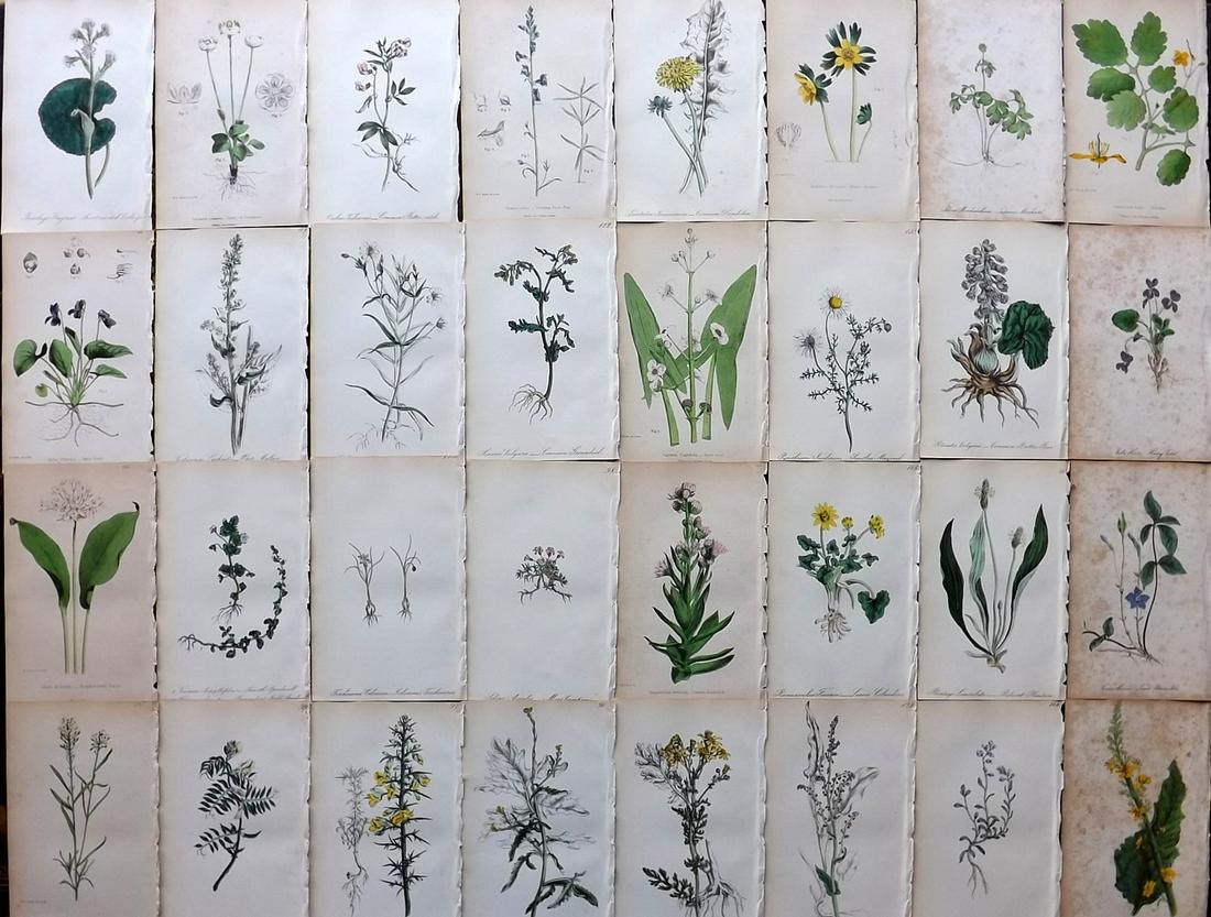 Hogg & Johnson 1864 Lot of 32 Hand Col Botanical Prints (1 of 9)