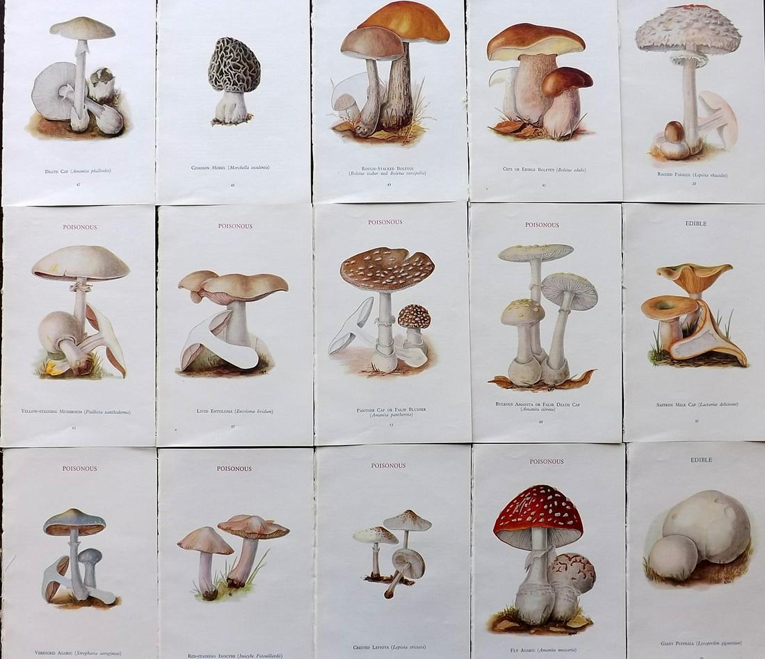 MAFF 1945 Lot of 15 Vintage Mushroom Fungi Prints (1 of 7)