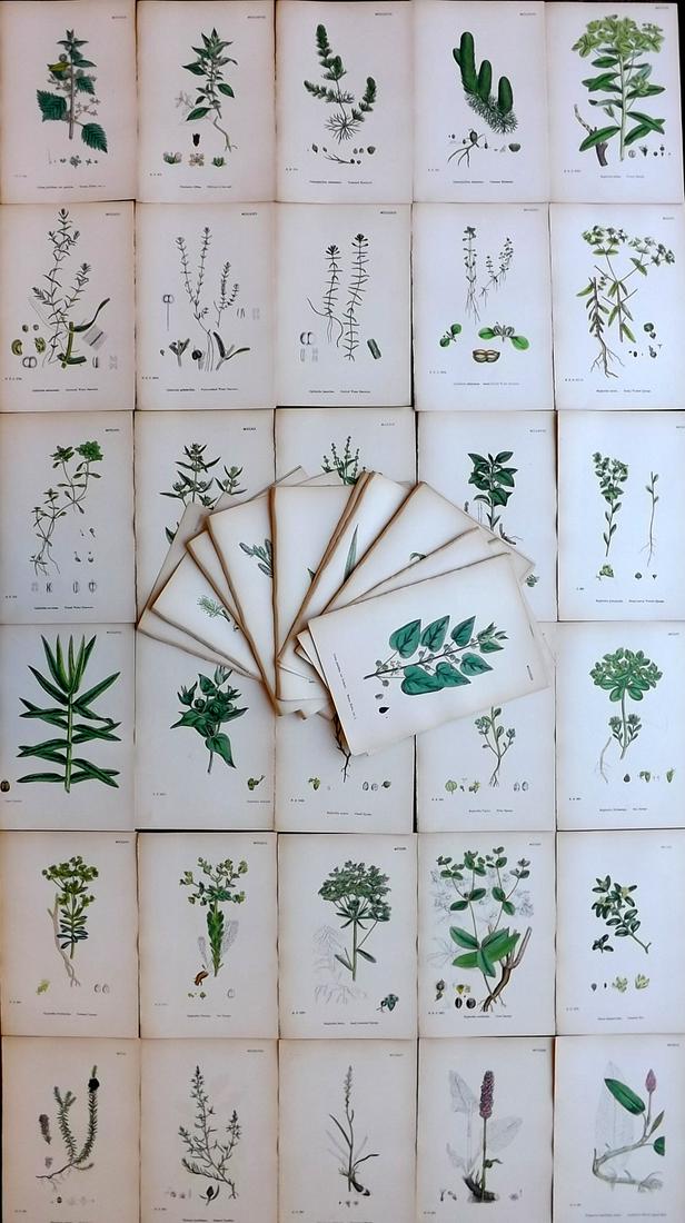 Sowerby, James 1860's Lot of 70 Hand Col Botanical Prints (1 of 10)