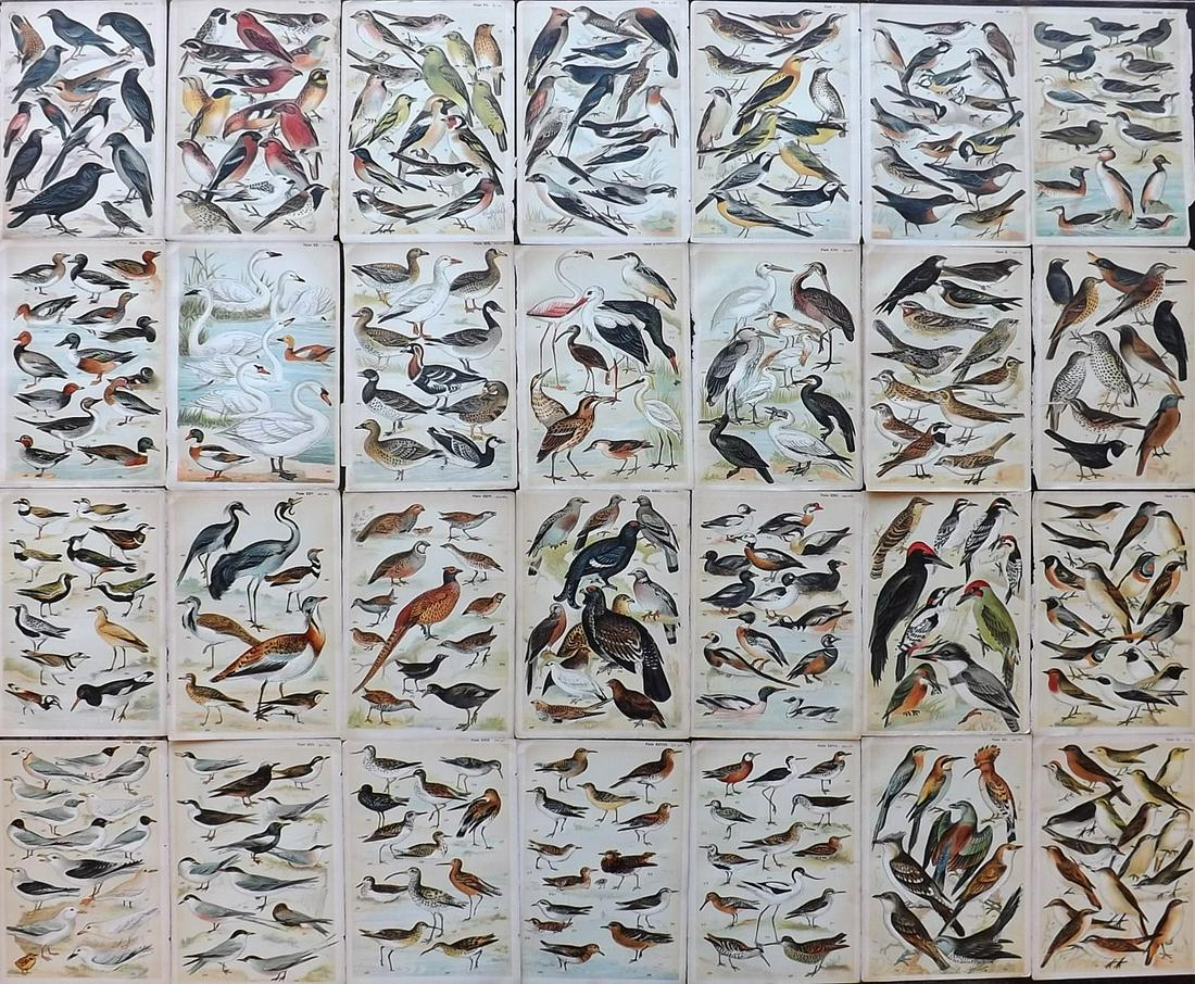 Gordon, W. J. C1900 Lot of 28 Antique Bird Prints (1 of 9)
