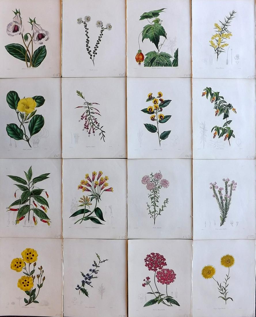 Maund, Benjamin 1830's Lot of 16 Hand Col Botanical Prints (1 of 9)