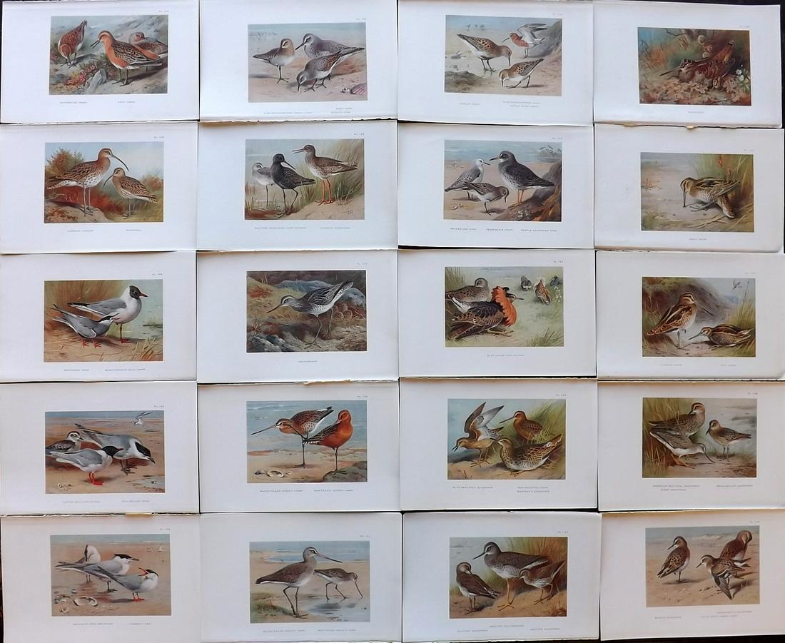 Thorburn, Archibald 1926 Lot of 20 Vintage Bird Prints (1 of 6)