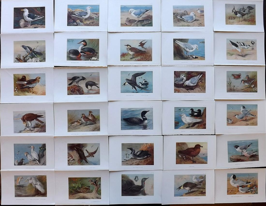 Thorburn, Archibald 1926 Lot of 30 Vintage Bird Prints (1 of 10)