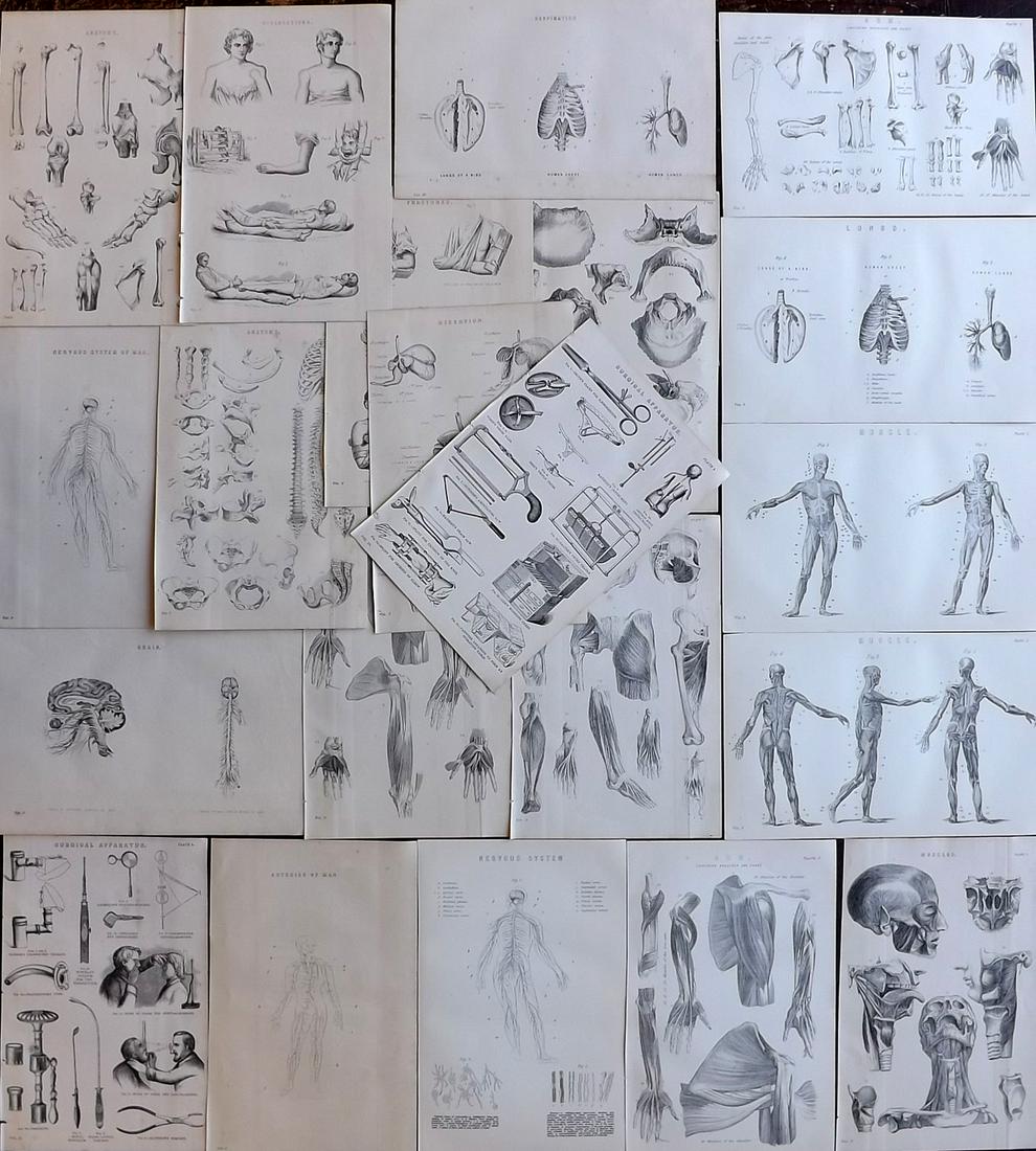Nat. Encyclo. 1890's Lot of 21 Antique Anatomy Prints (1 of 6)