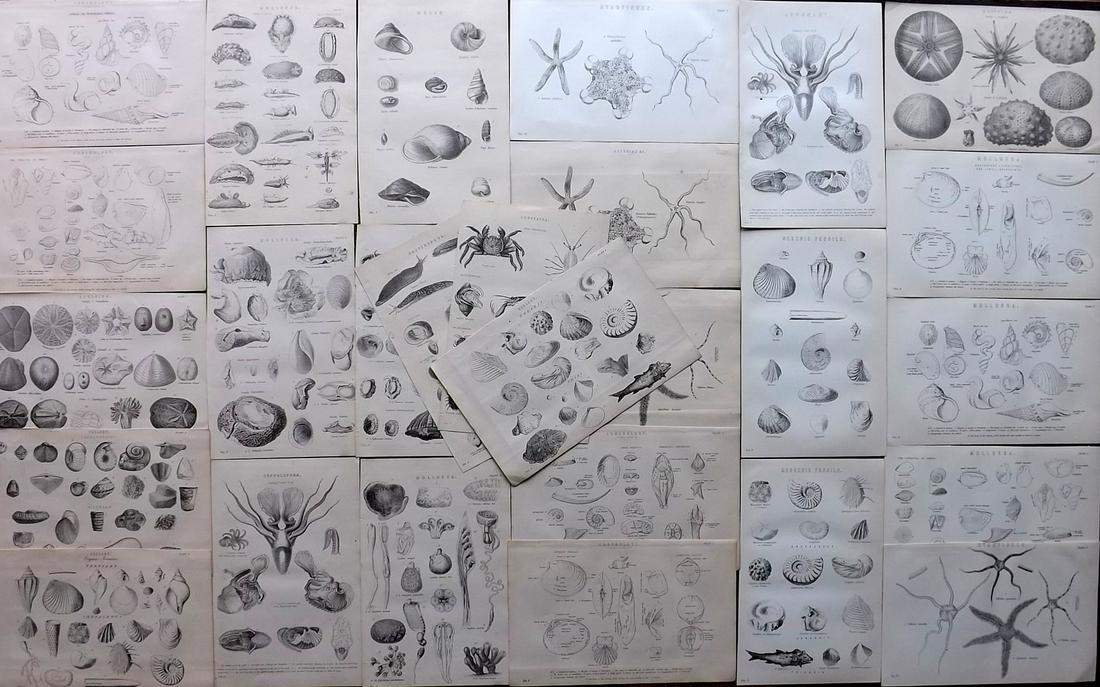 Nat. Encyclo. 1890's Lot of 26 Prints. Shells & Sea Life (1 of 7)