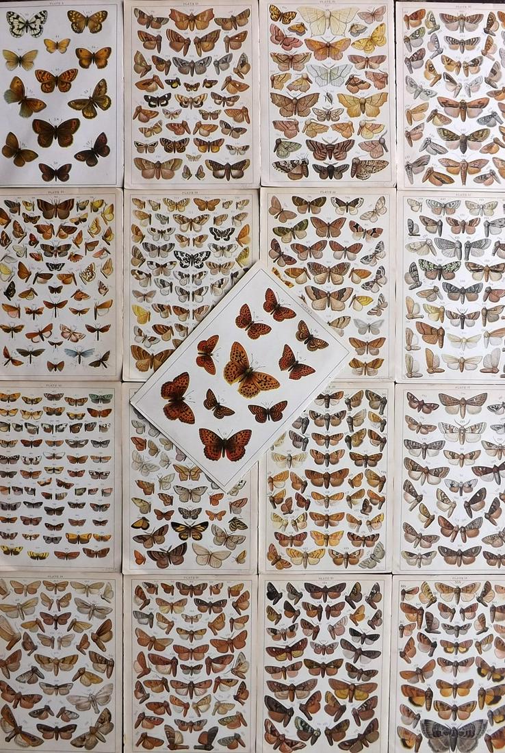 Gordon, W. J. C1900 Lot of 17 Antique Moth Prints (1 of 5)