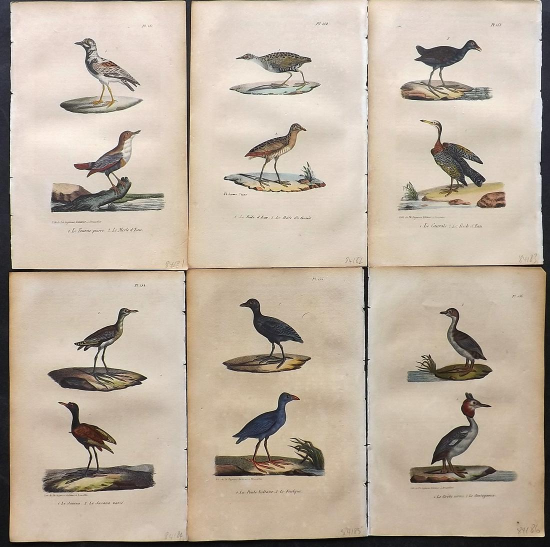 Buffon, Comte de 1830 Lot of 6 Hand Col Bird Prints: Hand Colored Lithographs Published 1828-33, Brussels for "Oeuvres completes de Buffon" by the Comte de Buffon and Louis-Jean-Marie Daubenton. Paper Size: 9.5 x 6 inch (24 x 16cm) Some toning present, 