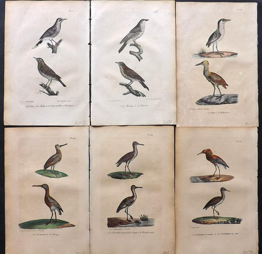 Buffon, Comte de 1830 Lot of 6 Hand Col Bird Prints: Hand Colored Lithographs Published 1828-33, Brussels for "Oeuvres completes de Buffon" by the Comte de Buffon and Louis-Jean-Marie Daubenton. Paper Size: 9.5 x 6 inch (24 x 16cm) Some toning present, 
