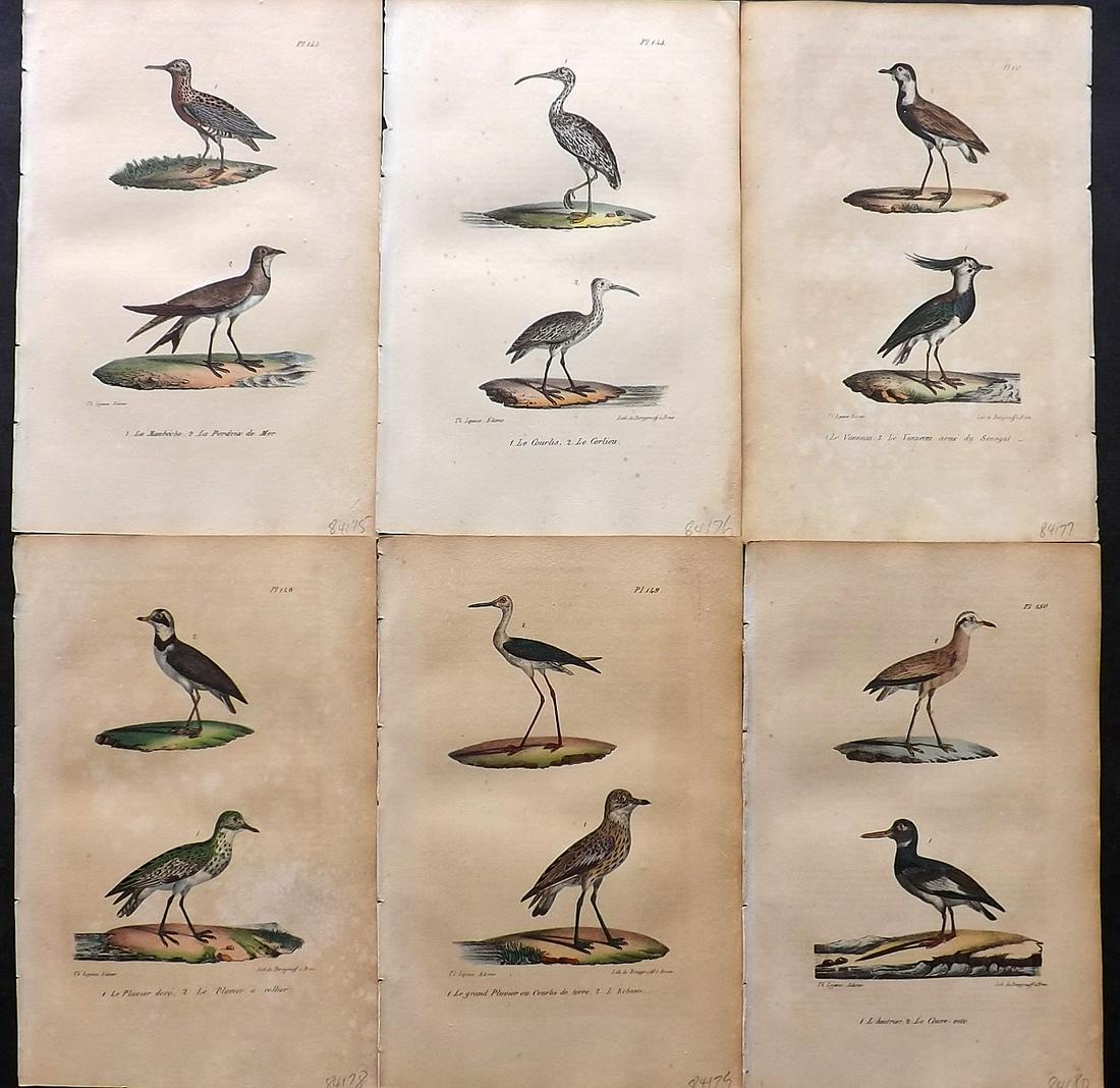 Buffon, Comte de 1830 Lot of 6 Hand Col Bird Prints: Hand Colored Lithographs Published 1828-33, Brussels for "Oeuvres completes de Buffon" by the Comte de Buffon and Louis-Jean-Marie Daubenton. Paper Size: 9.5 x 6 inch (24 x 16cm) Some toning present, 