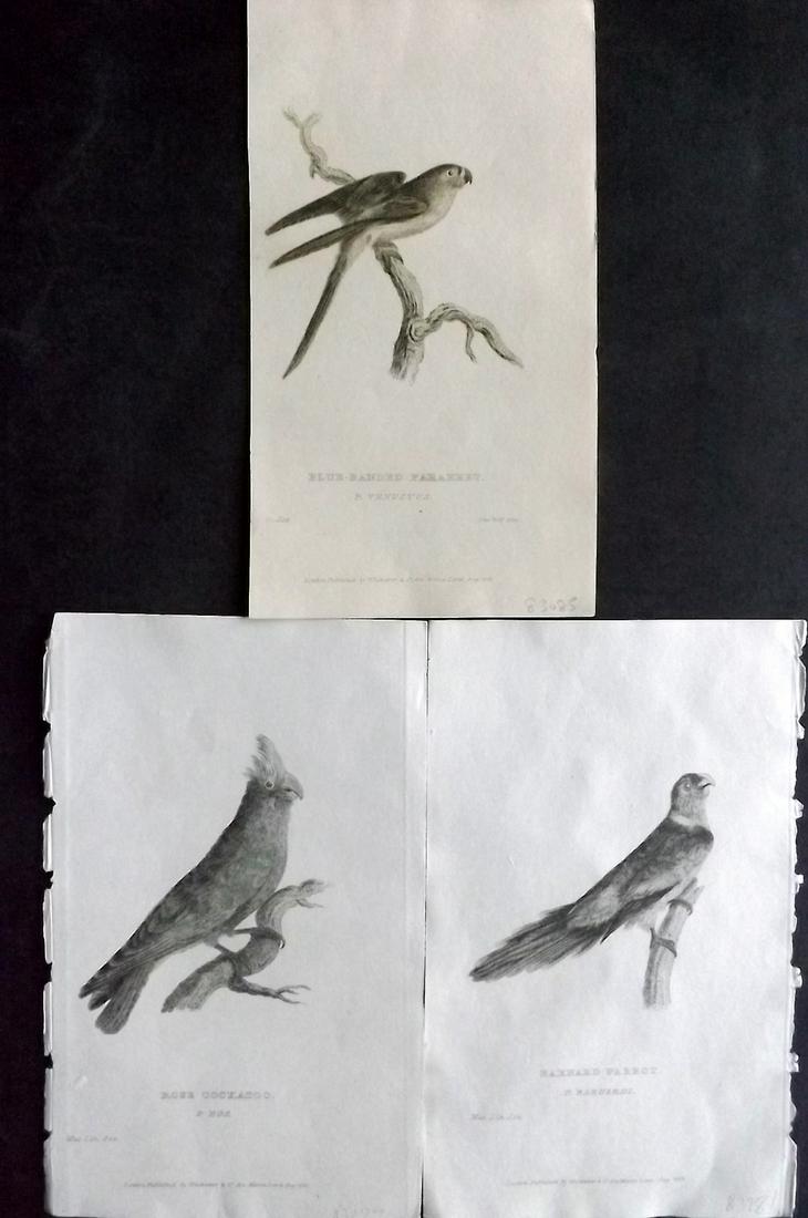 Cuvier, Baron C1830 Lot of 3 Antique Bird Prints. Parrot, Cockatoo (1 of 2)