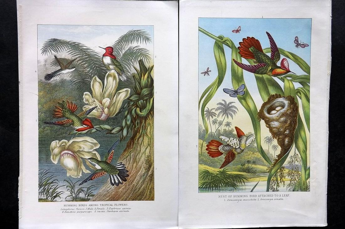 Pouchet, F. A. 1909 Pair of Bird Prints. Hummingbirds (1 of 2)